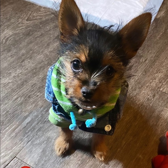 Meet your Posher, Rayshelle - Picture 2 of 9